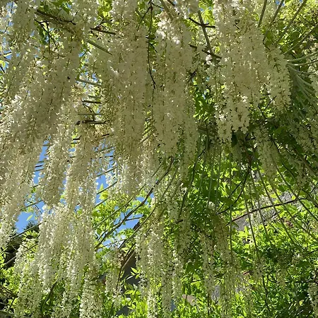 Madeleine: Luxury In Italy ヴィラ